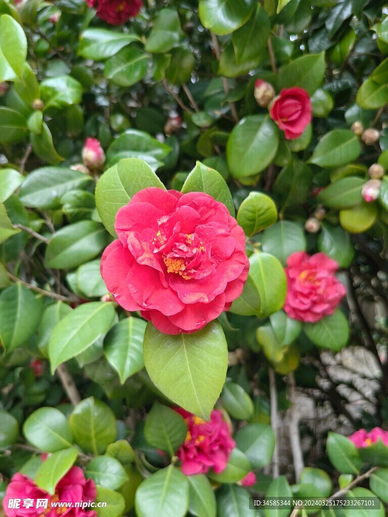 茶花