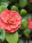 茶花