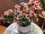 茶花