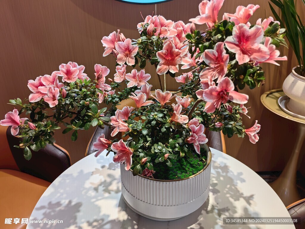 茶花