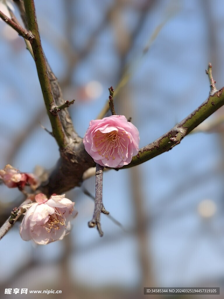 梅花 