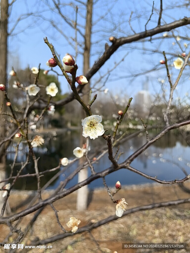 梅花 