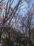梅花