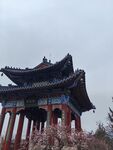 梅花山