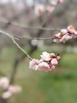 梅花