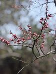 梅花 