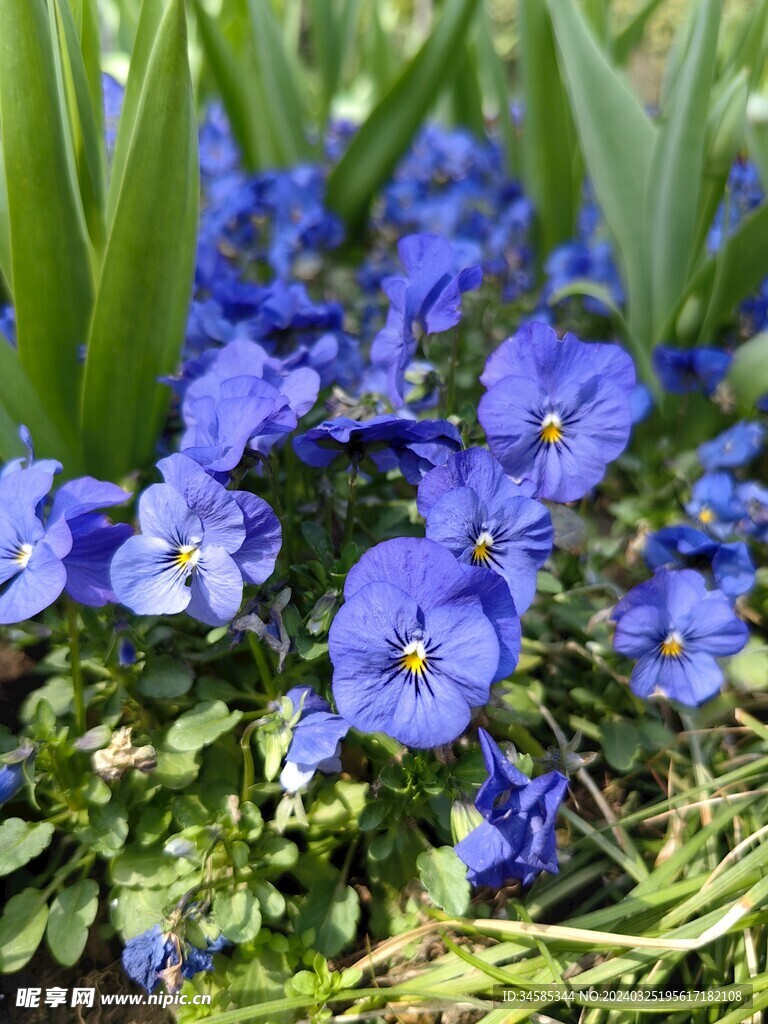 小花
