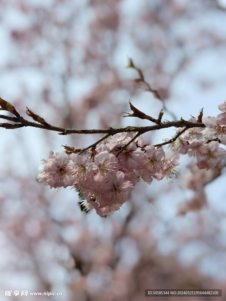 樱花