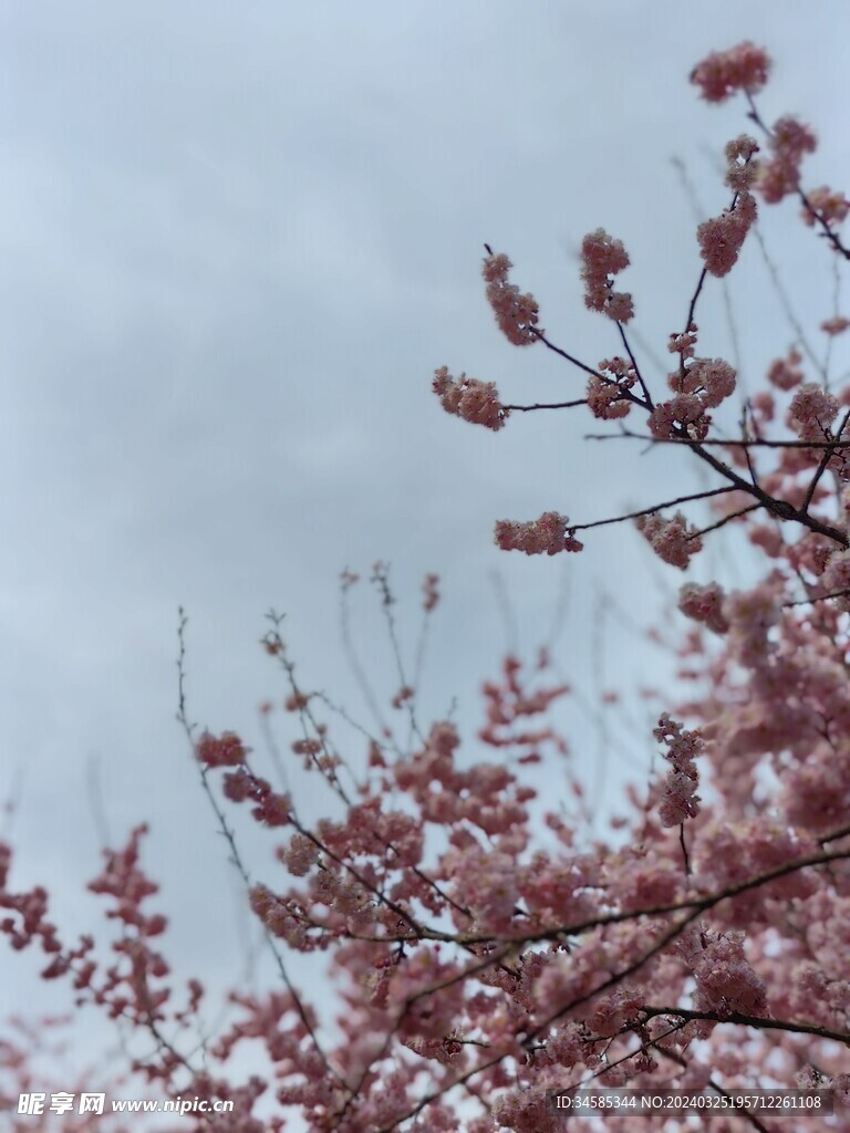 樱花