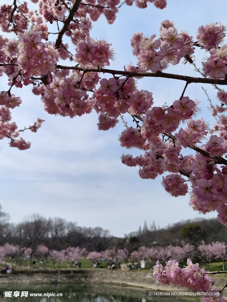 樱花 