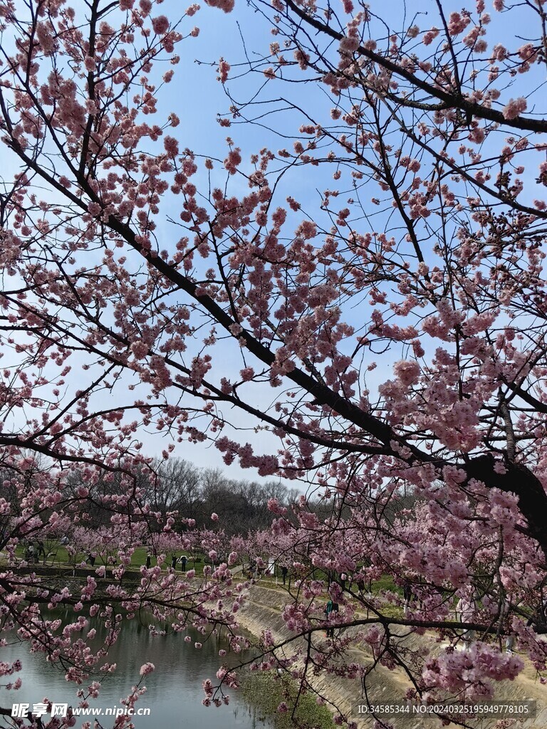 樱花