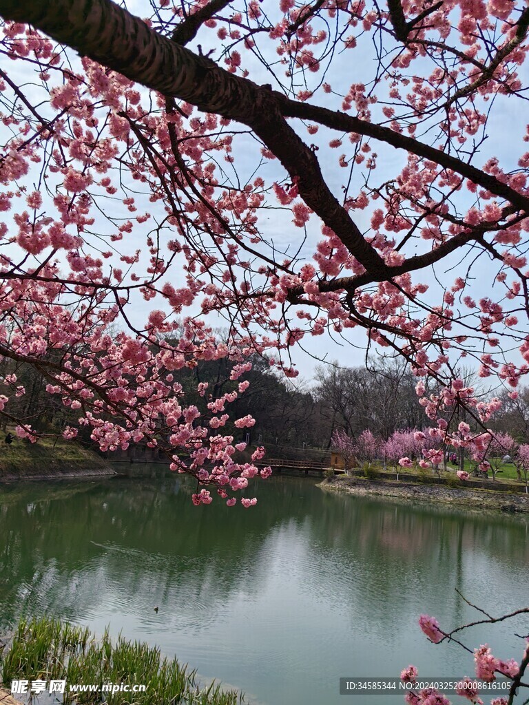 樱花