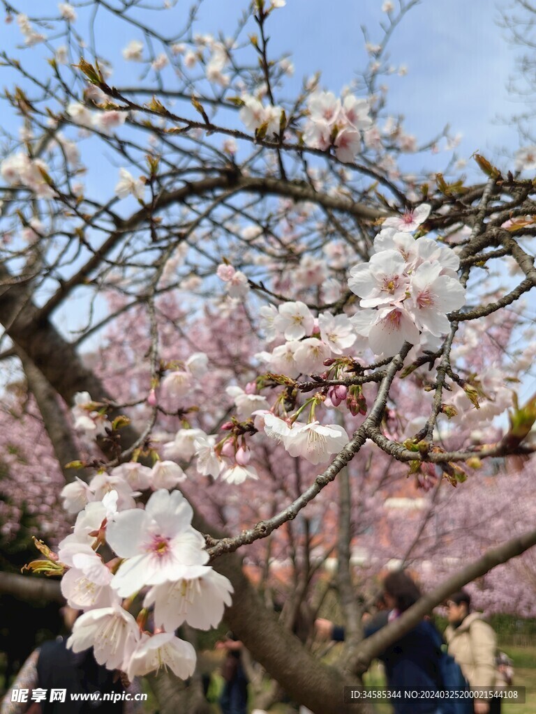 樱花 