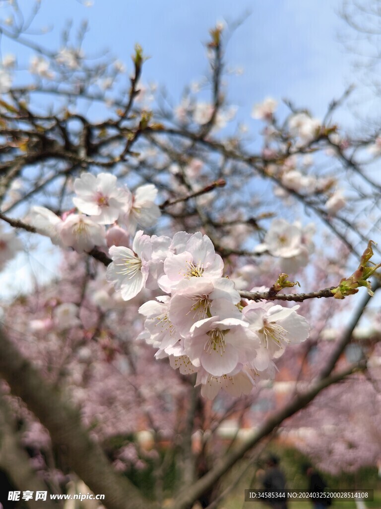 樱花