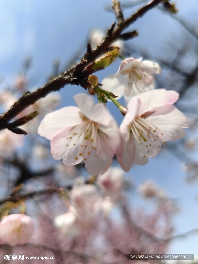 樱花