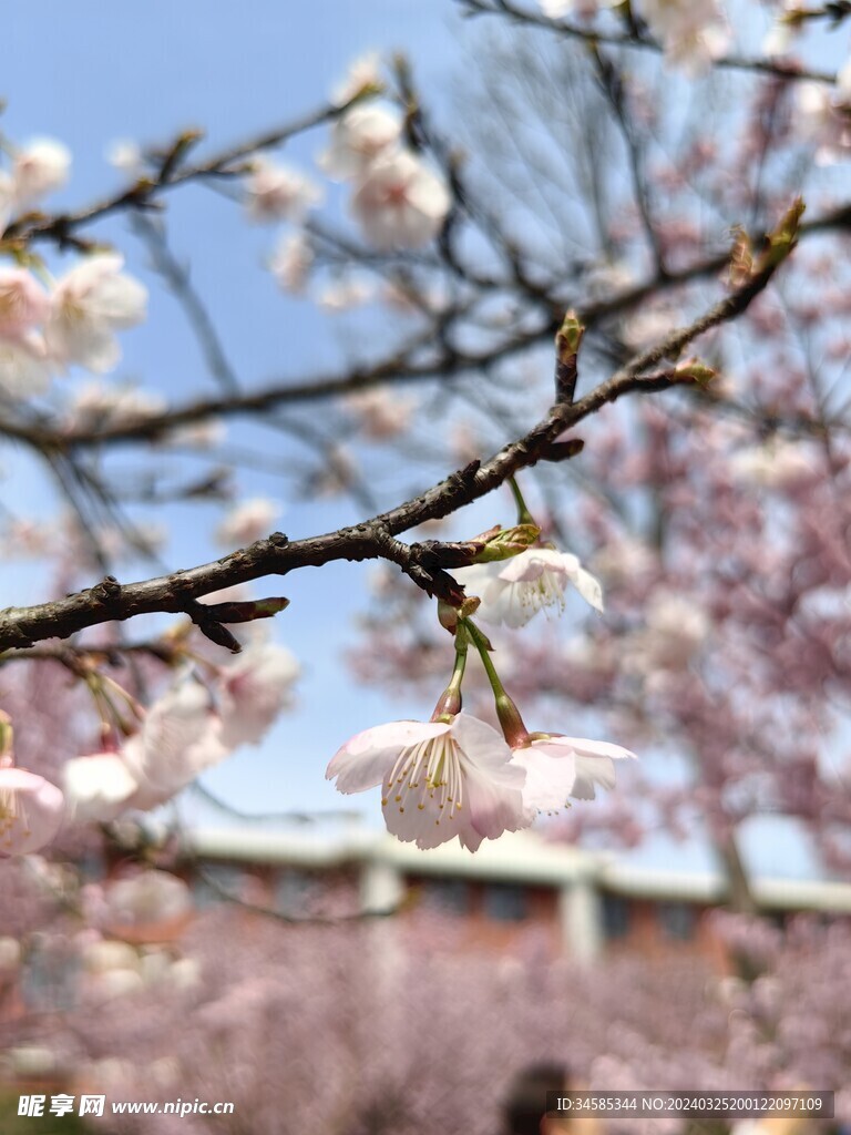 樱花 