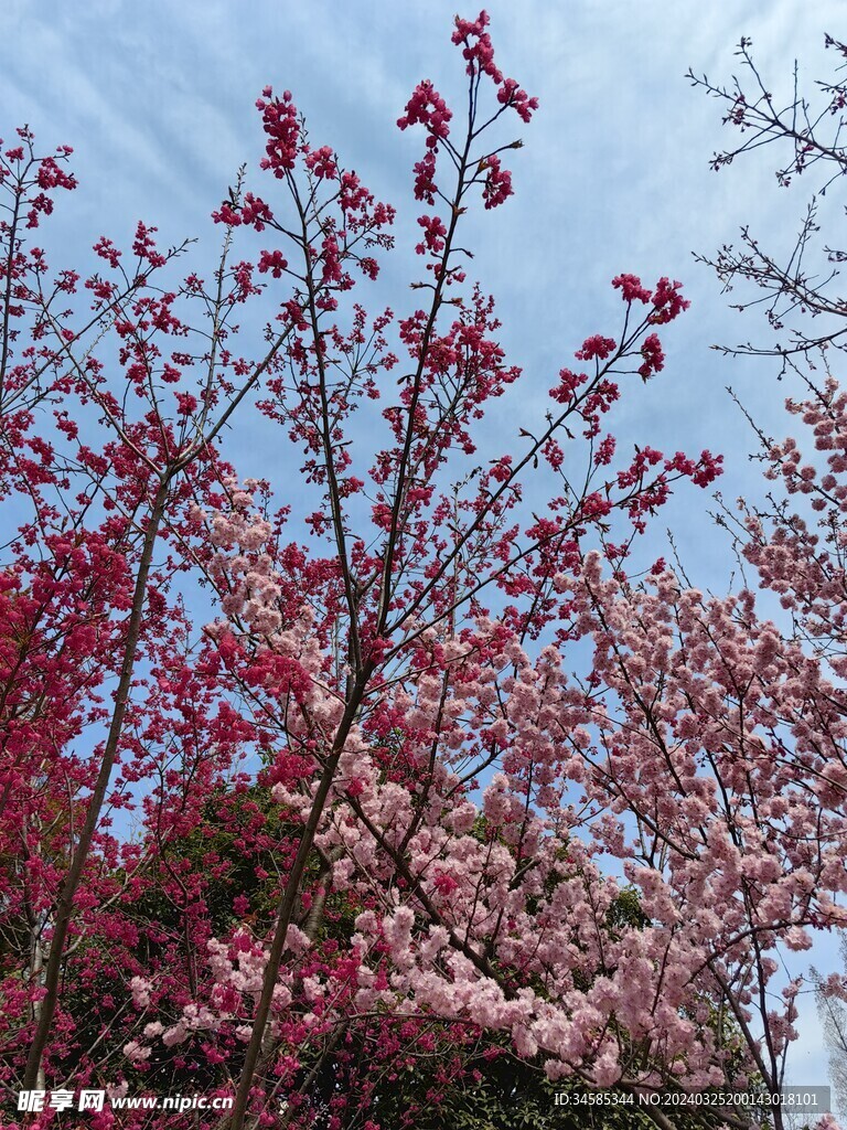 樱花