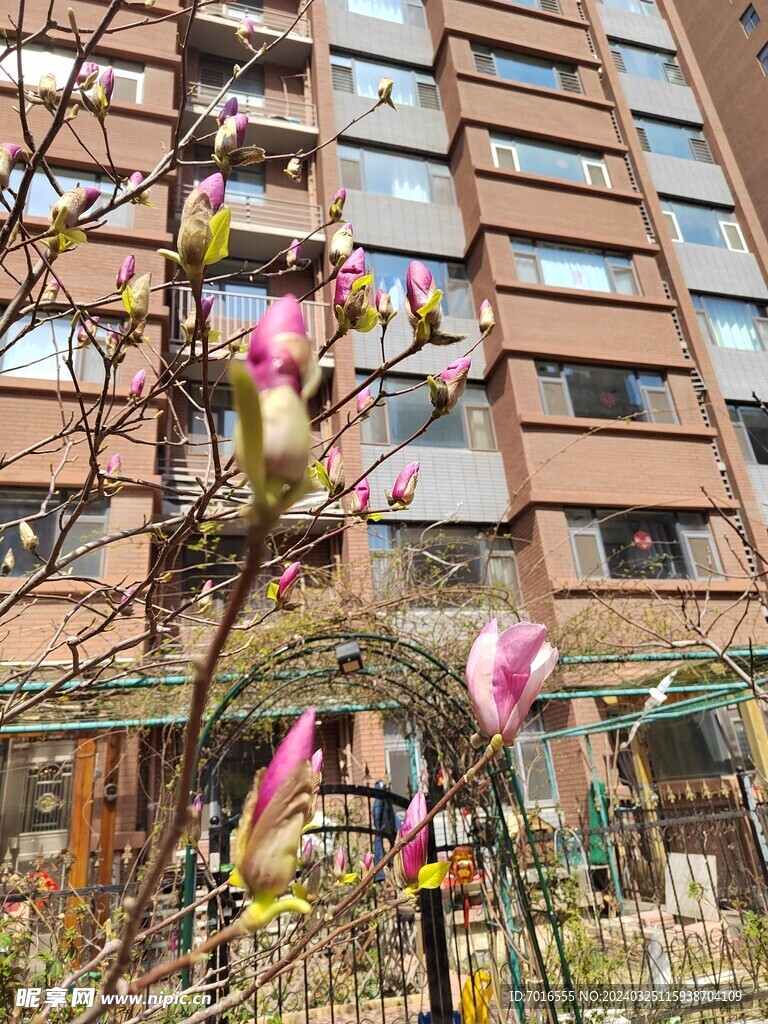 春天