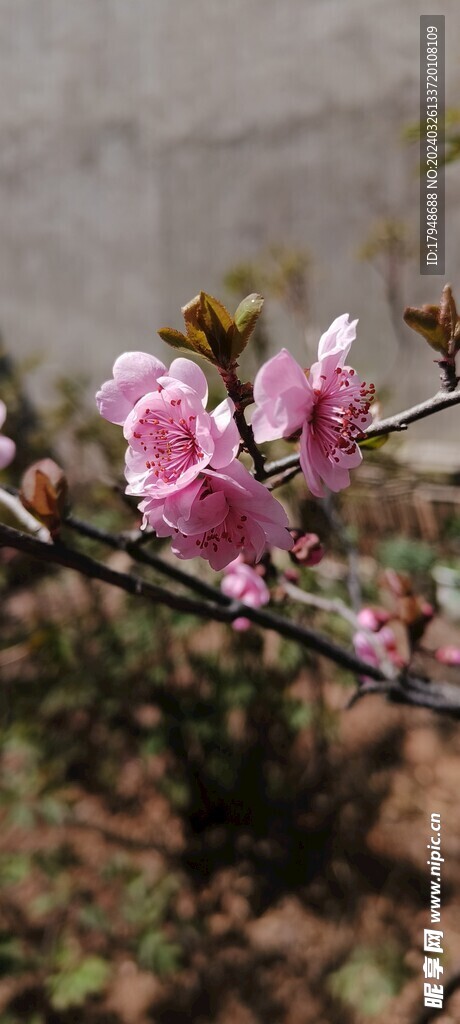 梅花