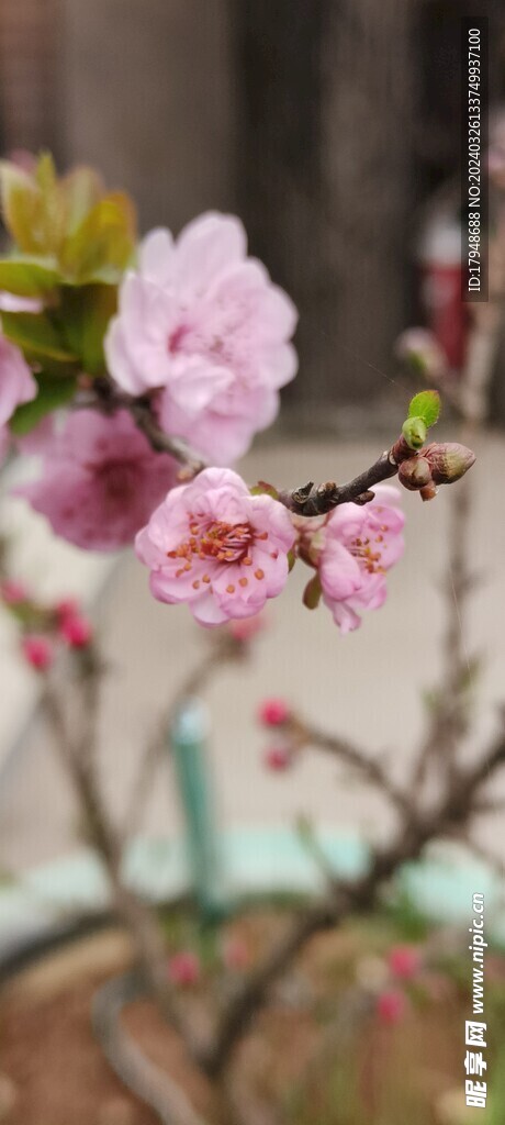 梅花