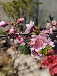 梅花