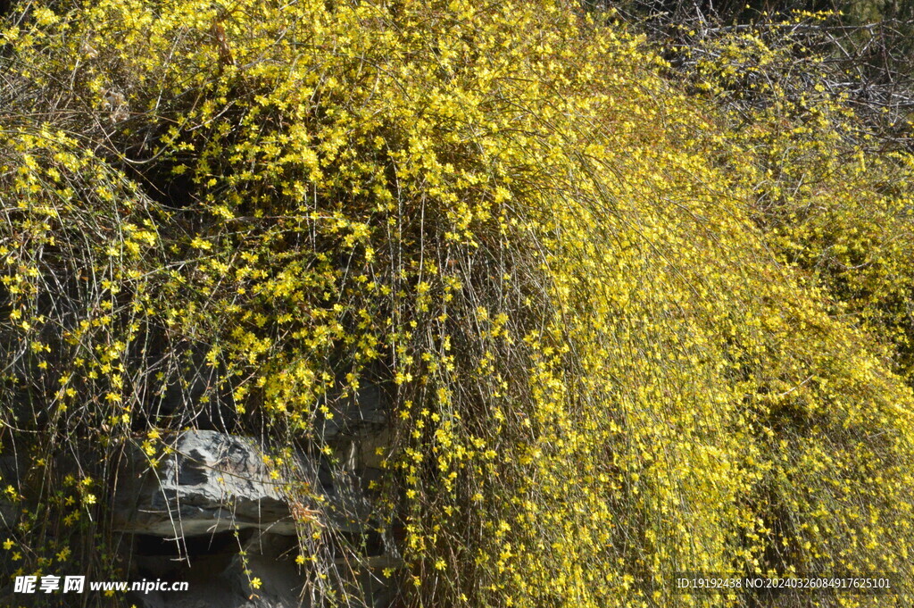 迎春花 