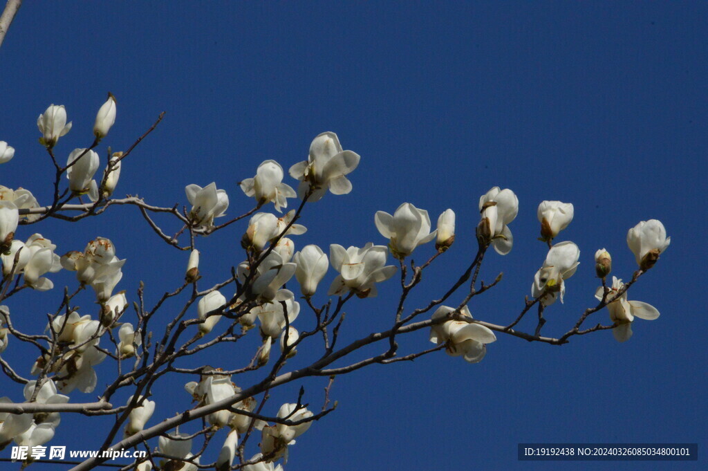 玉兰花 