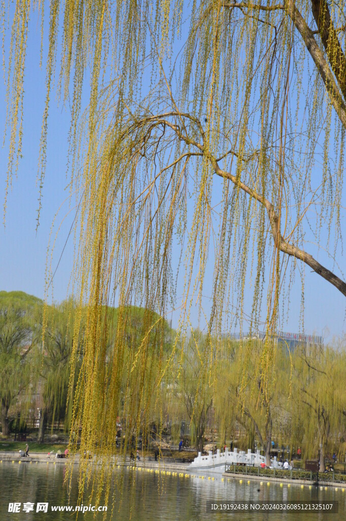 垂柳风景
