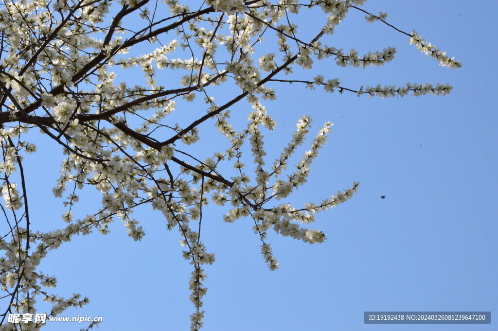 山桃花 