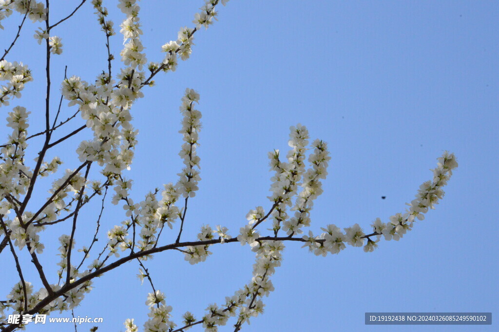 山桃花 