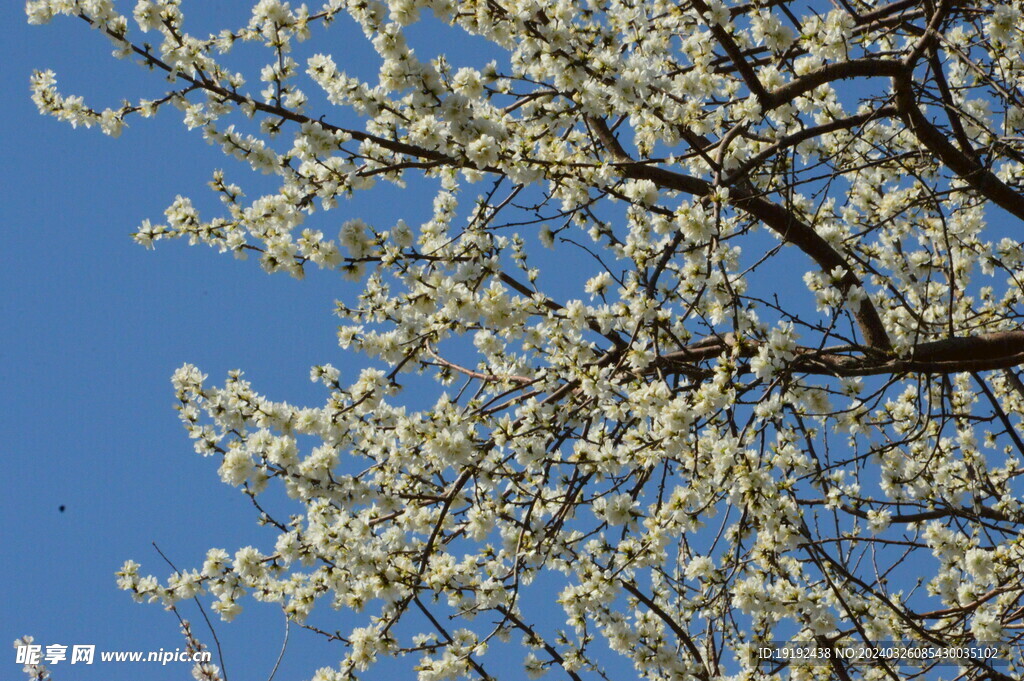 山桃花