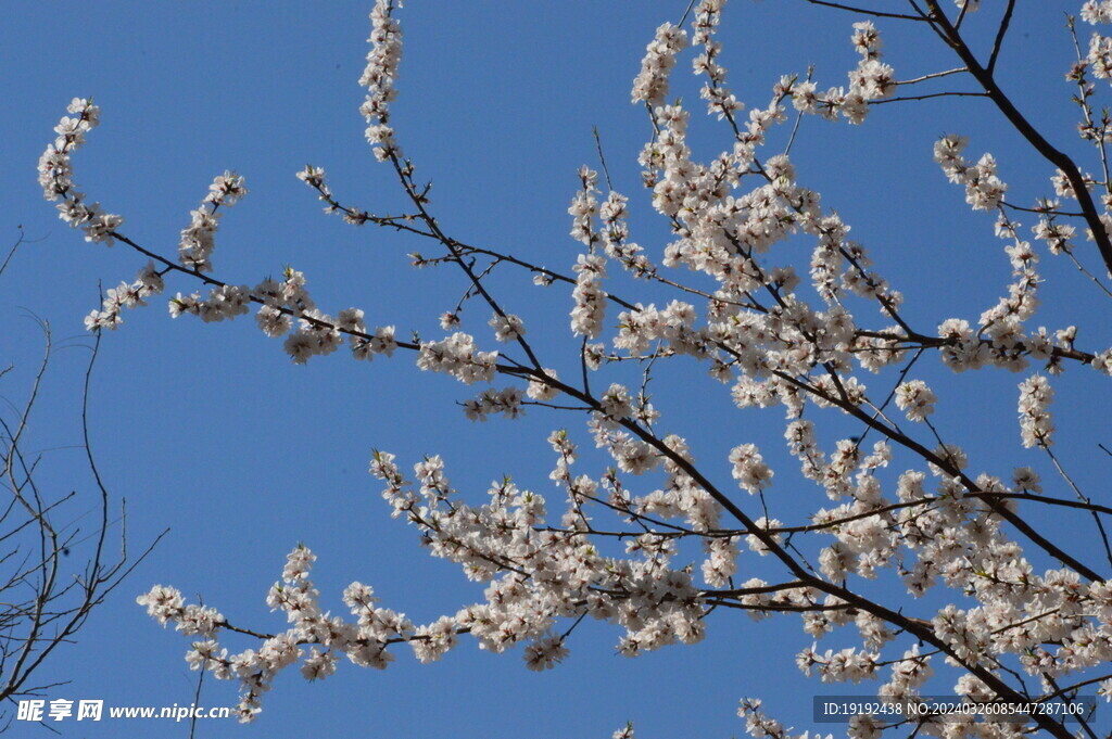 山桃花 