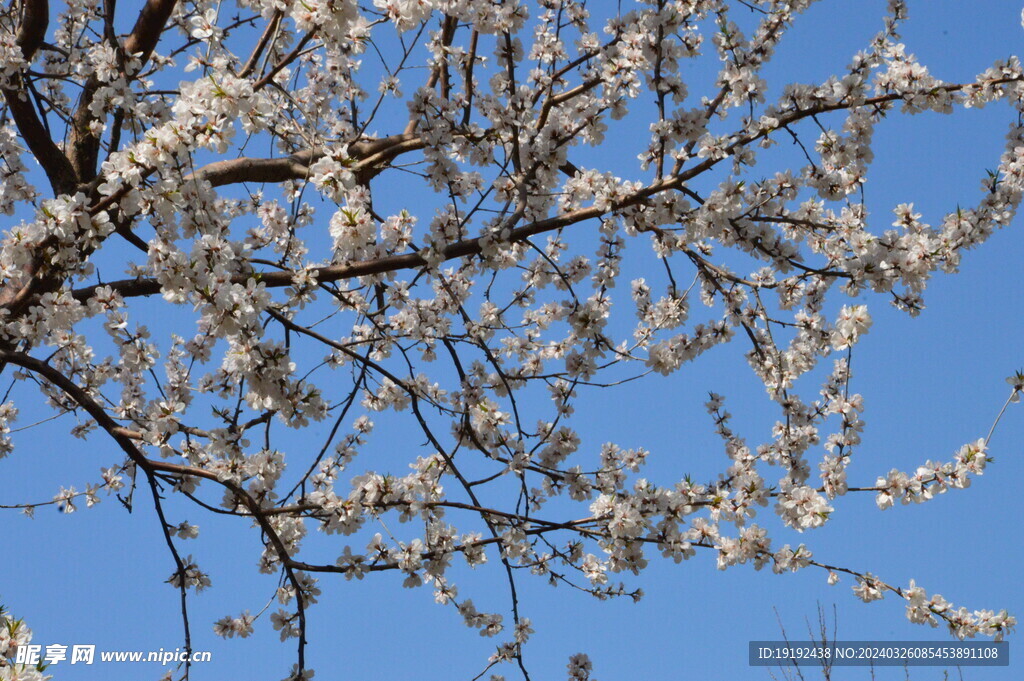 山桃花 