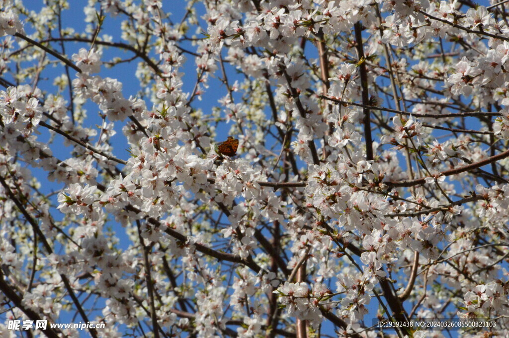 山桃花 