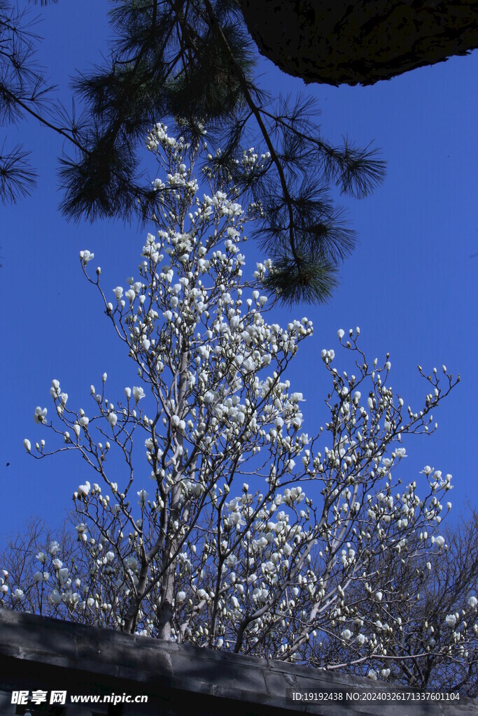 玉兰花  