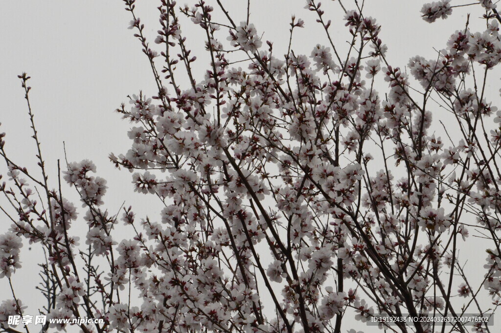 山桃花