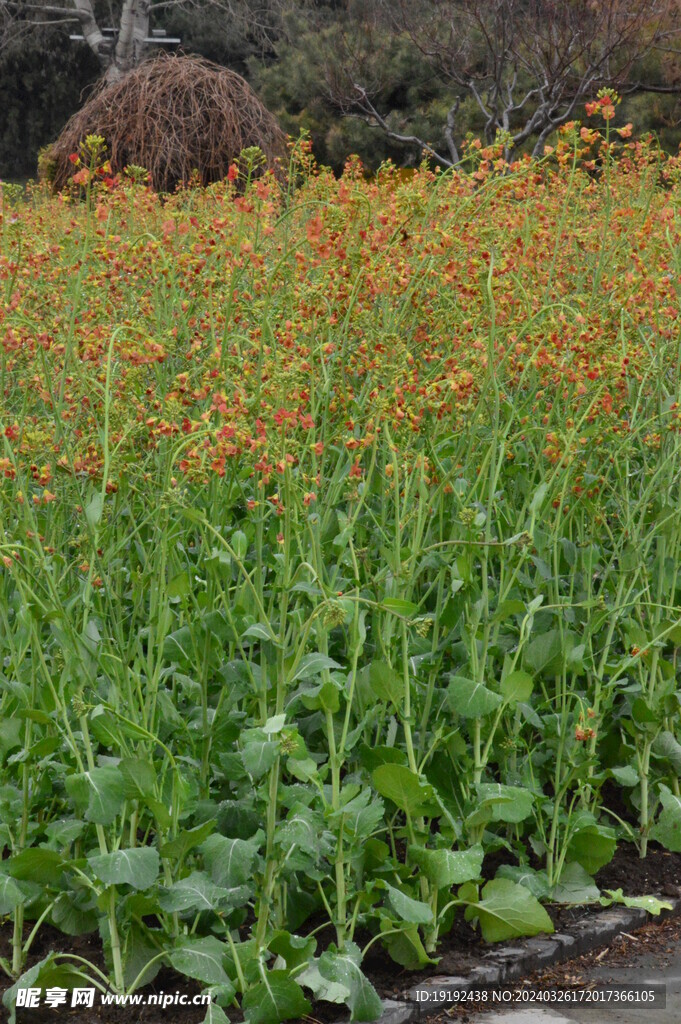 油菜花 