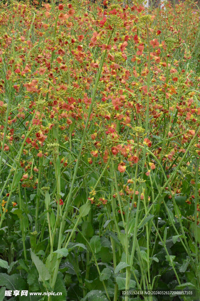 油菜花