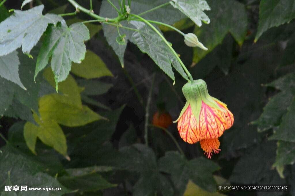 温室花草 