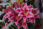 百合花 