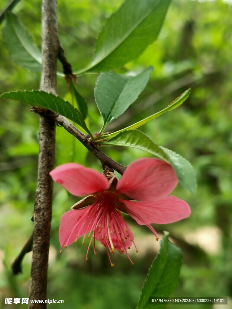 桃花