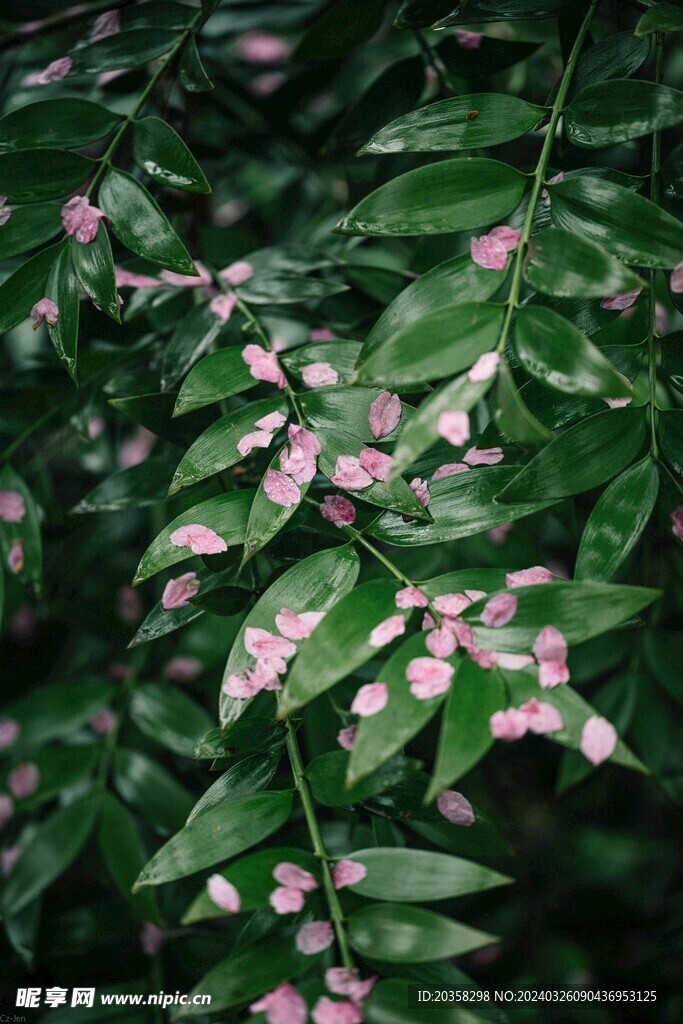 落花