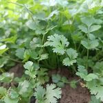 香菜苗