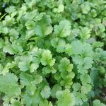 香菜苗
