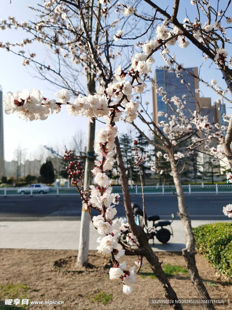 杏花