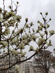 玉兰花