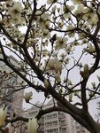 玉兰花