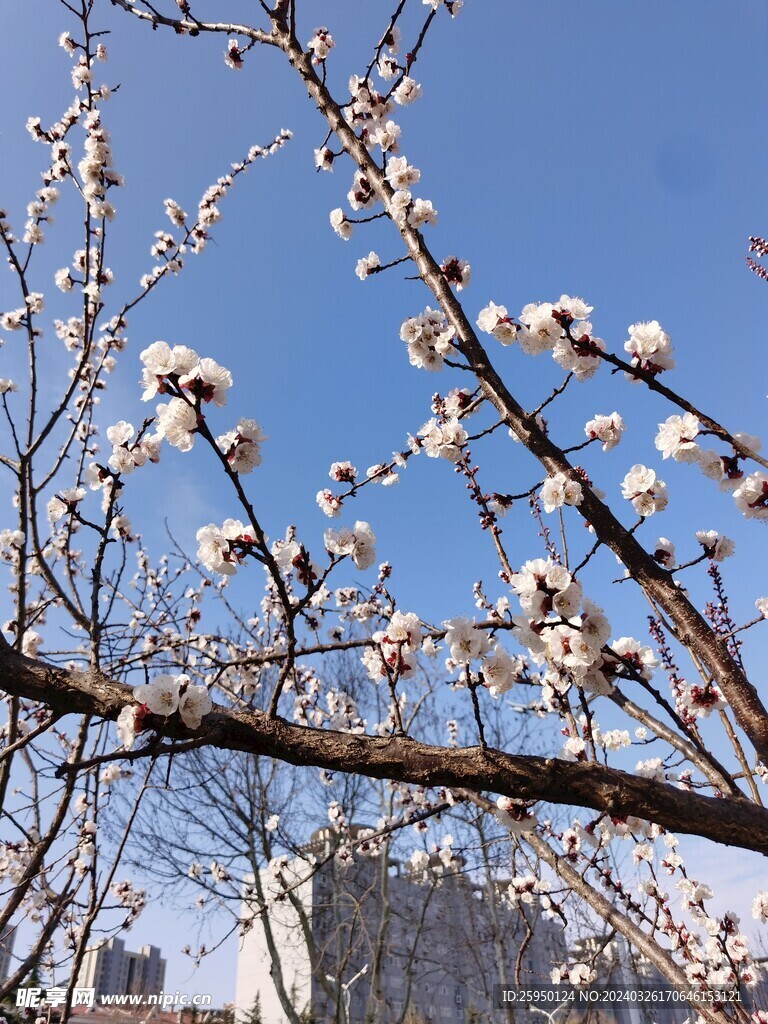 杏花
