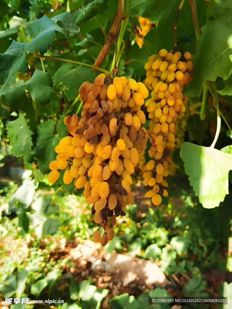 葡萄
