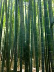 竹林竹子